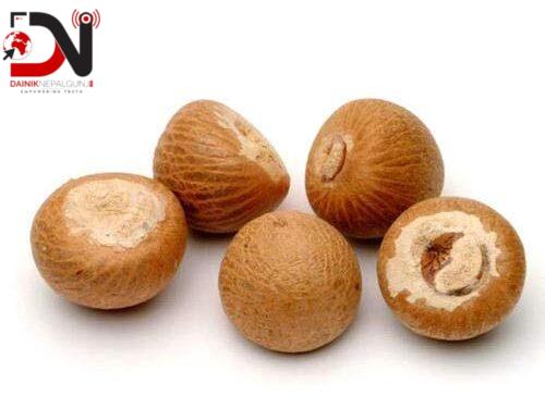 डिएनए परीक्षणको अन्योलले सुपारी निर्यात अनिश्चित, एक लाख किसान प्रभावित