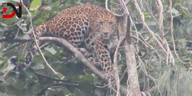 आँबुखैरेनीमा चितुवाको त्रास