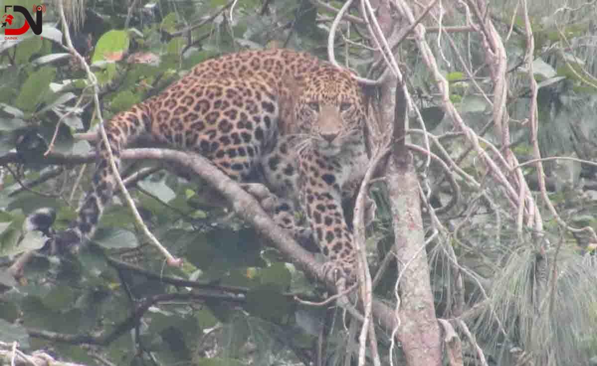 आँबुखैरेनीमा चितुवाको त्रास