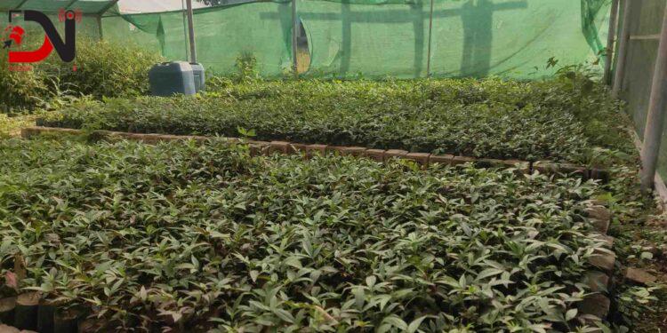 टिमुरका बिरुवा बिक्री गरेर वार्षिक रु दुई लाख आम्दानी