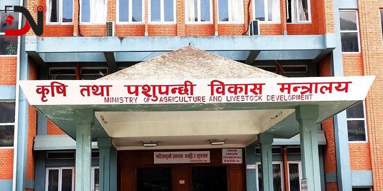 ‘जडीबुटी खाएका पशुको मासुको माग विदेशमा बढ्दै’