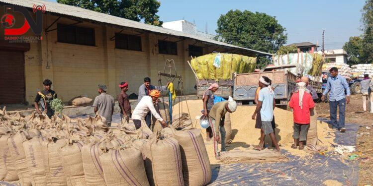 किसानद्वारा ११ करोडको धान बिक्री