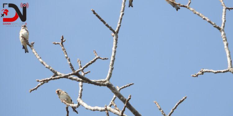बाँकेमा बीस प्रजातिका चरा भेटिए
