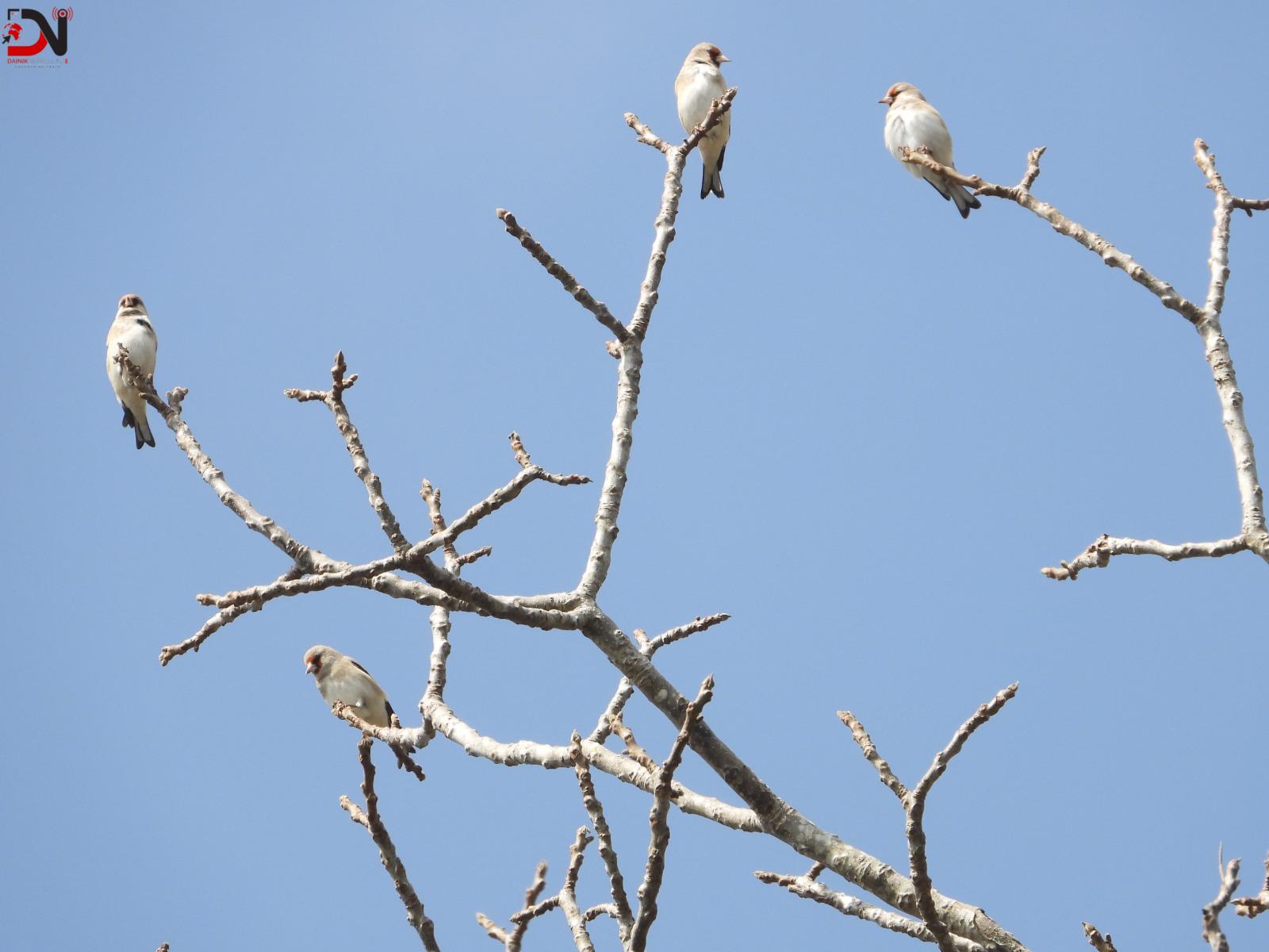 बाँकेमा बीस प्रजातिका चरा भेटिए
