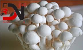 डल्ले च्याउको मूल्य बढ्दा, सिताके च्याउको मूल्य आधाभन्दा बढीले घट्यो