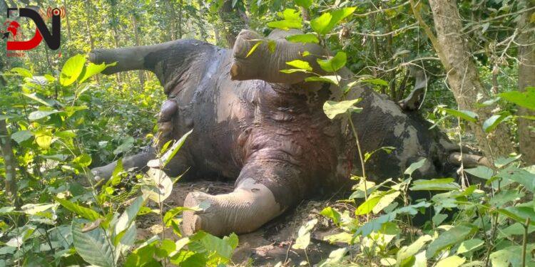 बर्दियामा जंगली हात्ती मृत फेला