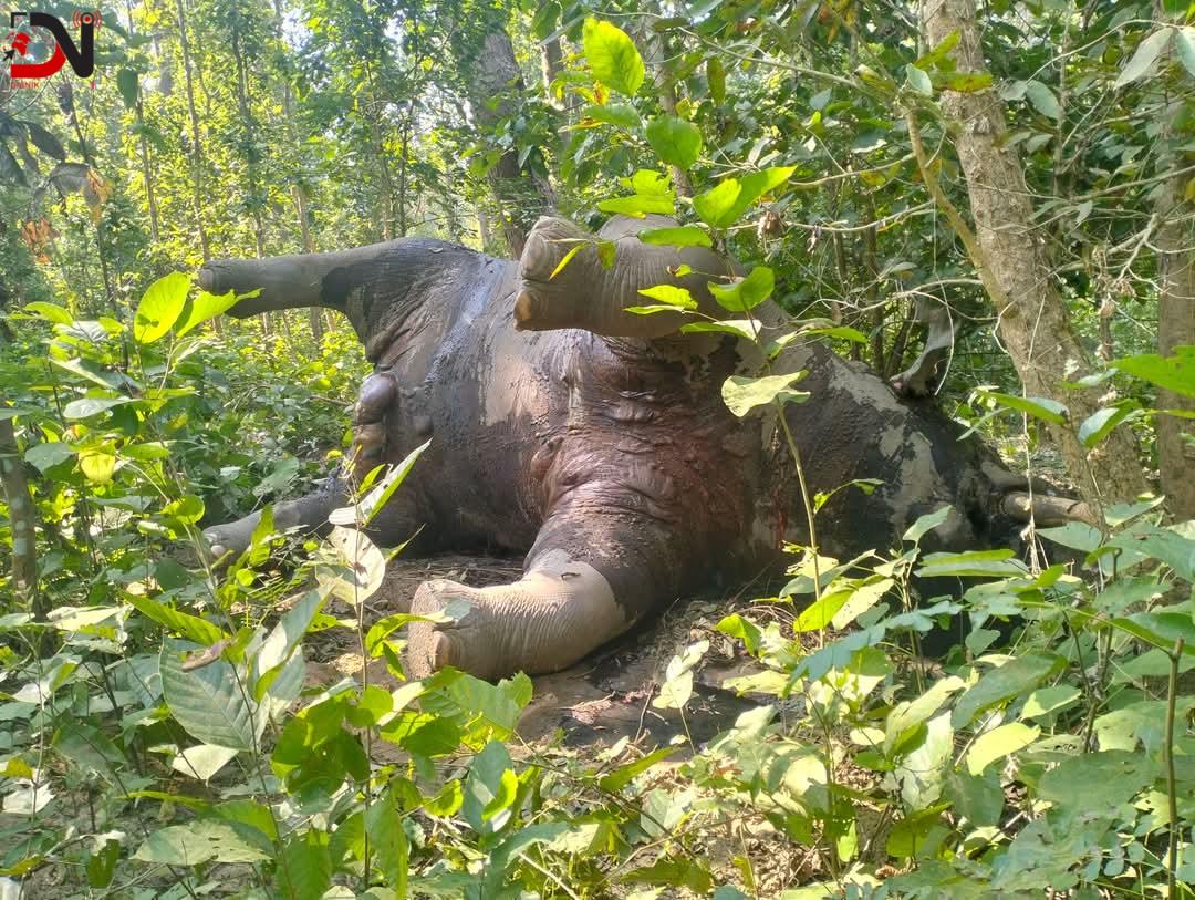 बर्दियामा जंगली हात्ती मृत फेला