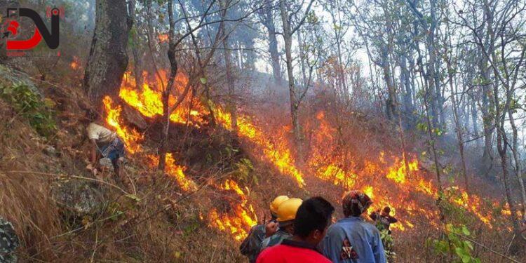 वन डढेलोः धेरै घटना तराईमा, क्षति पहाडमा