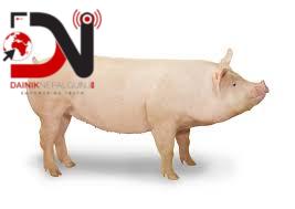 स्वाइन फिभरले १८ बङ्गुर मरे