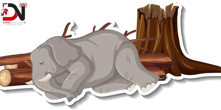 बर्दियामा जंगली हात्ती मृत फेला