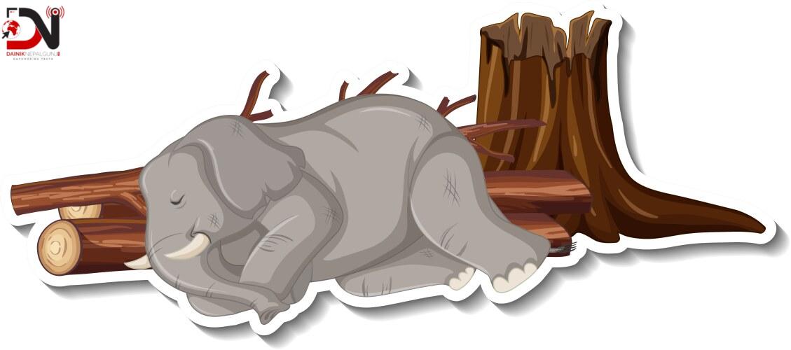 बर्दियामा जंगली हात्ती मृत फेला