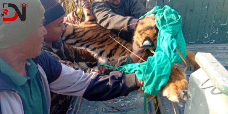 मानव–वन्यजन्तु द्वन्द्व घटाउन नियन्त्रणमा पाटे बाघ