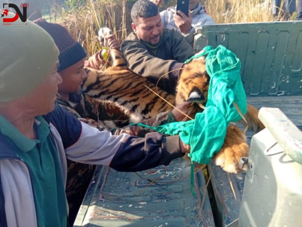 मानव–वन्यजन्तु द्वन्द्व घटाउन नियन्त्रणमा पाटे बाघ