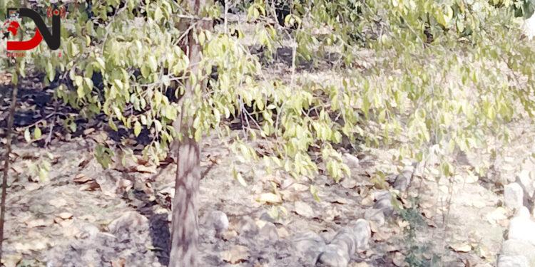 बाँके: चार लाख बिरुवा तयारी गरिंदै