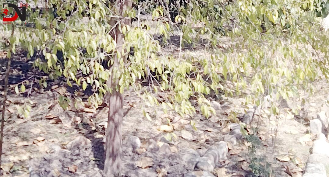 बाँके: चार लाख बिरुवा तयारी गरिंदै