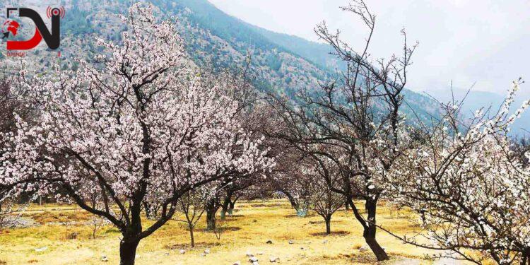 मुस्ताङको शीतोष्ण फलफूल बगैँचामा यसवर्ष ढिलो फूल फुल्दा…