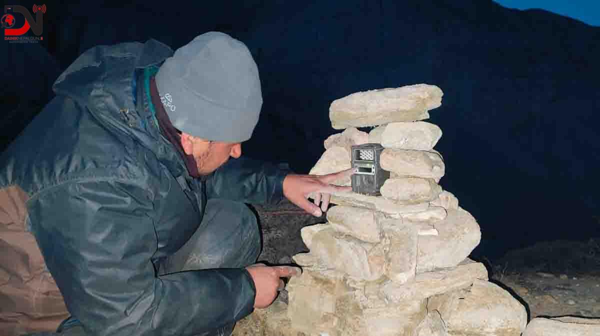 दुर्लभ जीव हिउँ चितुवाको अनुगमन गरिँदै