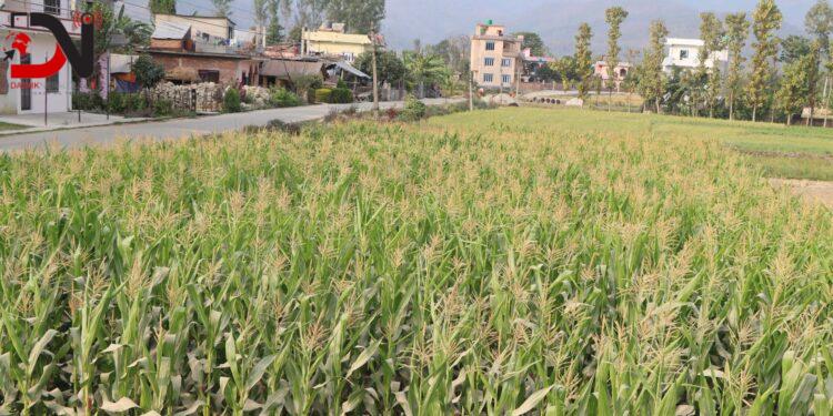 दाङमा मकै उत्पादन बढ्यो