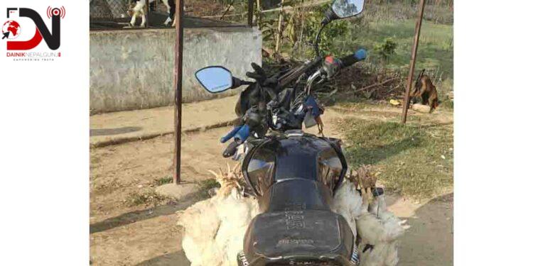 बढ्यो कुखुरा तस्करी