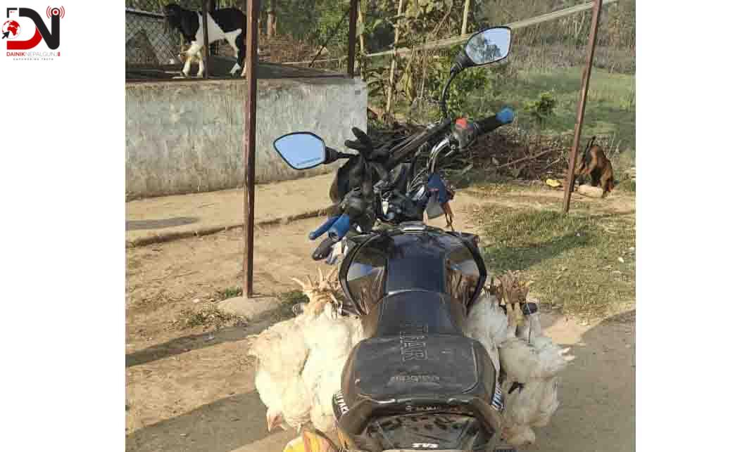 बढ्यो कुखुरा तस्करी