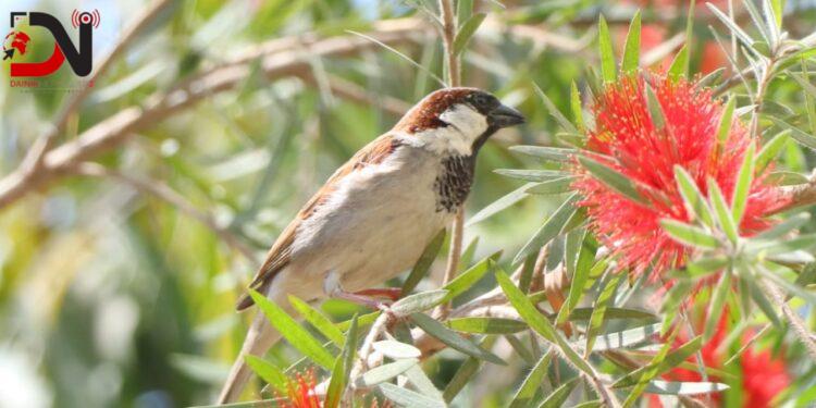 भँगेराको सङख्या बर्सेनि घट्दो