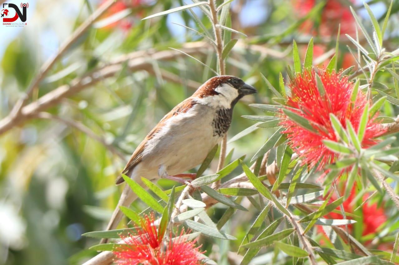 भँगेराको सङख्या बर्सेनि घट्दो