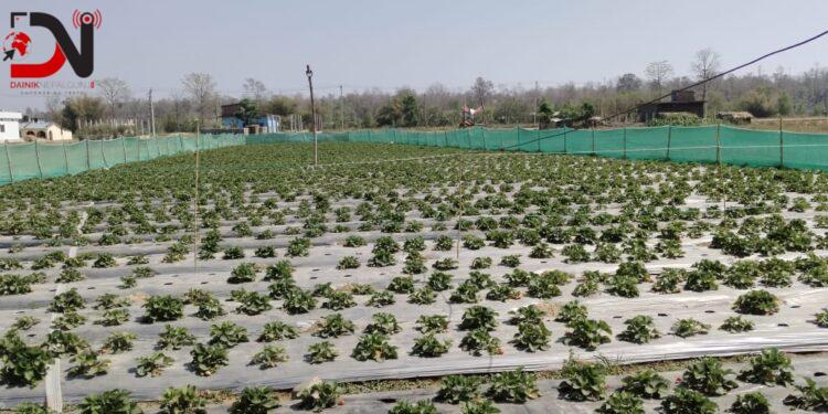 बाँकेमा स्ट्रबेरीखेती सुरु