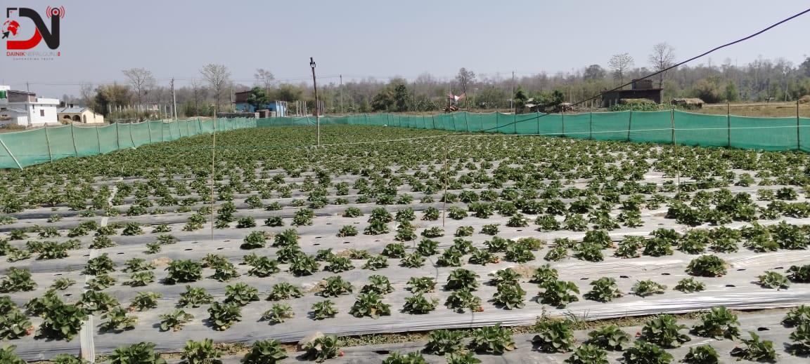 बाँकेमा स्ट्रबेरीखेती सुरु