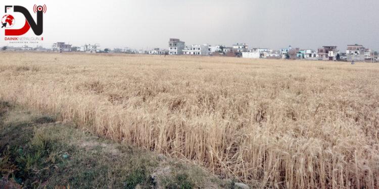 वर्षाले गहुँबालीमा क्षति हुँदा किसान चिन्तित