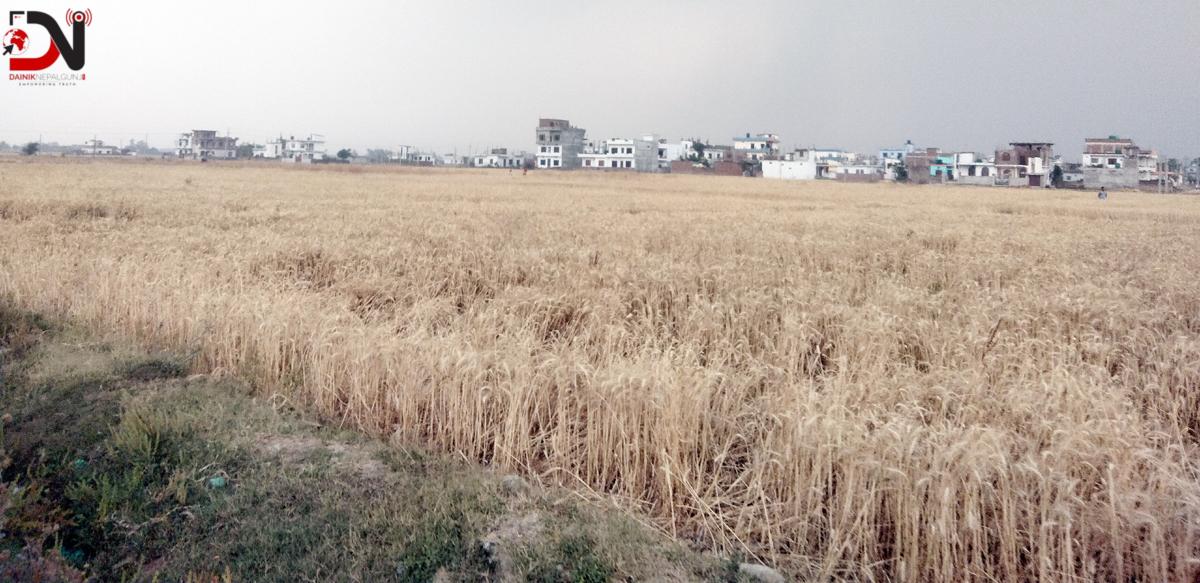 वर्षाले गहुँबालीमा क्षति हुँदा किसान चिन्तित