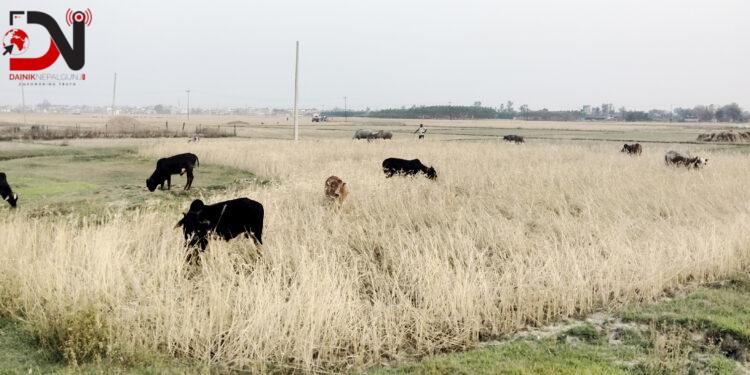 किसानलाई बाली जोगाउनै गाह्रो