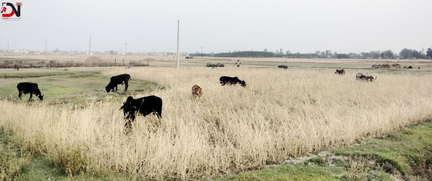 किसानलाई बाली जोगाउनै गाह्रो