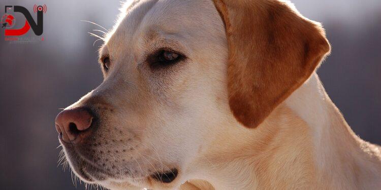 भुस्याहा कुकुरको स्थायी बन्ध्याकरण