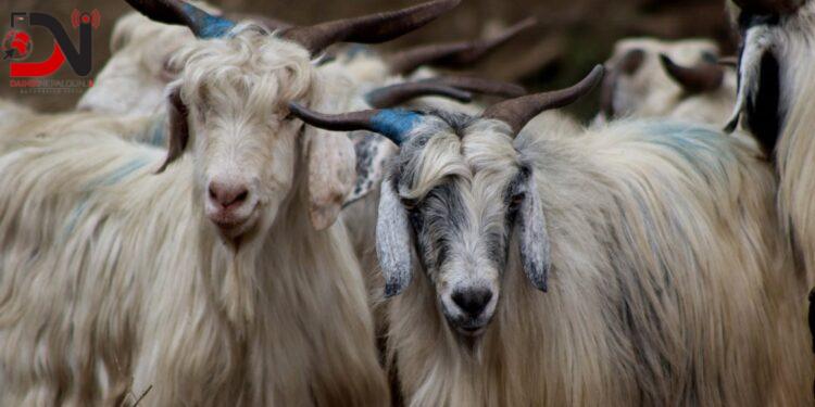 मुस्ताङमा हिउँ चितुवाको आक्रमणबाट आठ च्याङ्ग्रा मरे