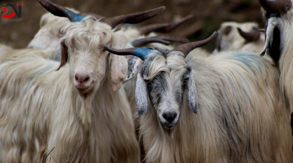 मुस्ताङमा हिउँ चितुवाको आक्रमणबाट आठ च्याङ्ग्रा मरे