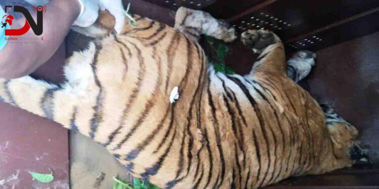 पाटेबाघलाई निकुञ्जमा छाडियो