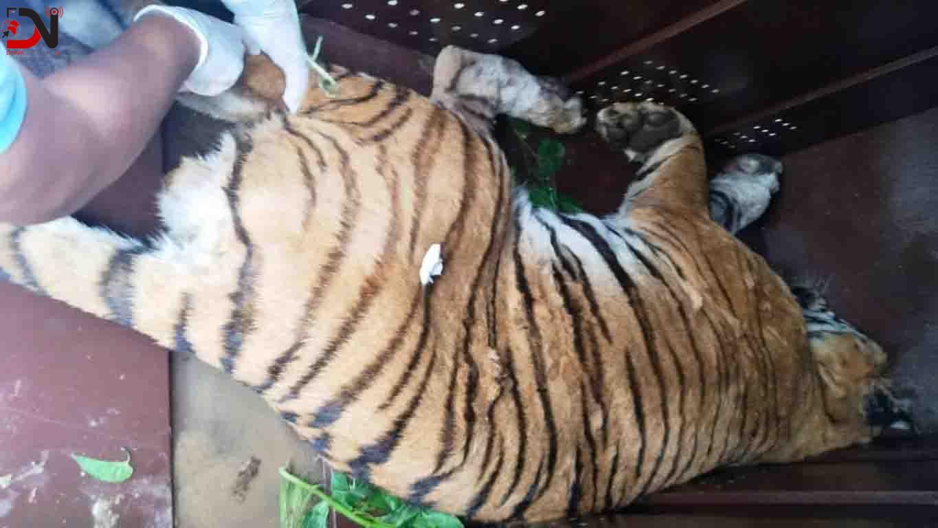 पाटेबाघलाई निकुञ्जमा छाडियो