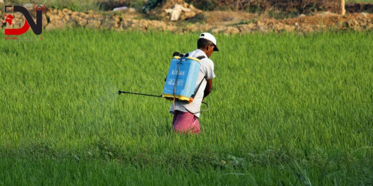 कर्णालीका ७१८ वटा वडालाई विषादी प्रयोग सम्बन्धी वर्गीकरण