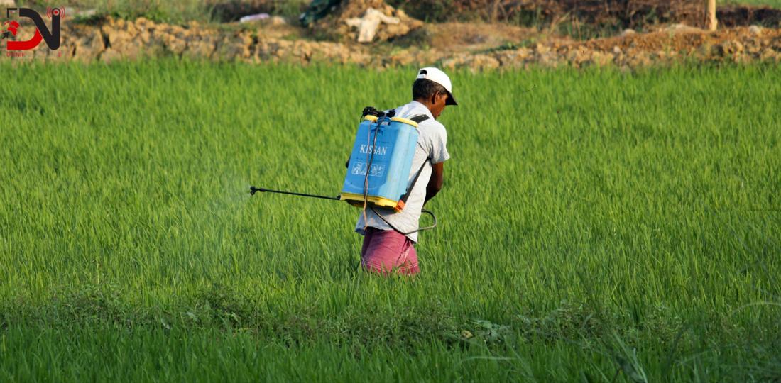 कर्णालीका ७१८ वटा वडालाई विषादी प्रयोग सम्बन्धी वर्गीकरण