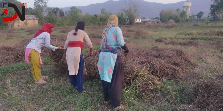 बर्सिम घाँसको बीउबाट दुई लाख आम्दानी
