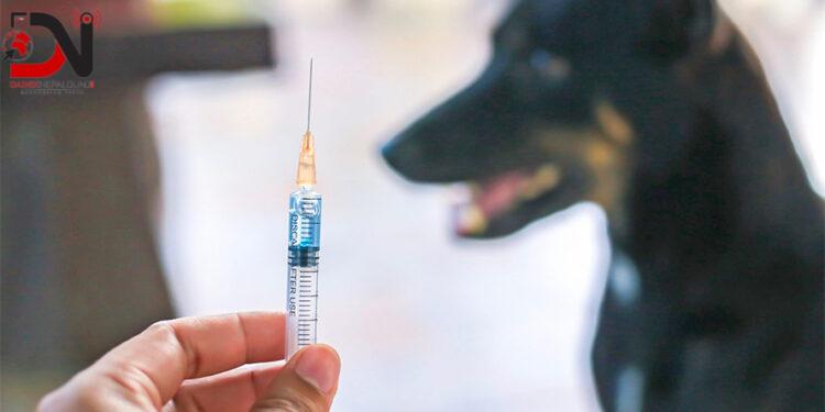 के रेबिज खोप चौबिस घण्टाभित्र लगाइसक्नुपर्ने हो ?