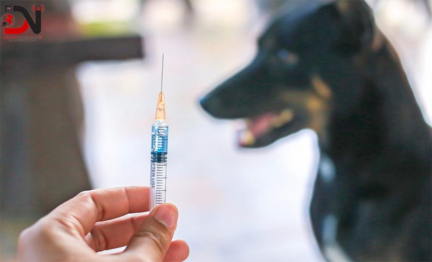 के रेबिज खोप चौबिस घण्टाभित्र लगाइसक्नुपर्ने हो ?