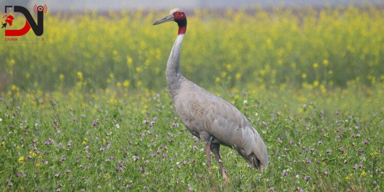 सारसको सङ्ख्या बर्सेनि घट्दो