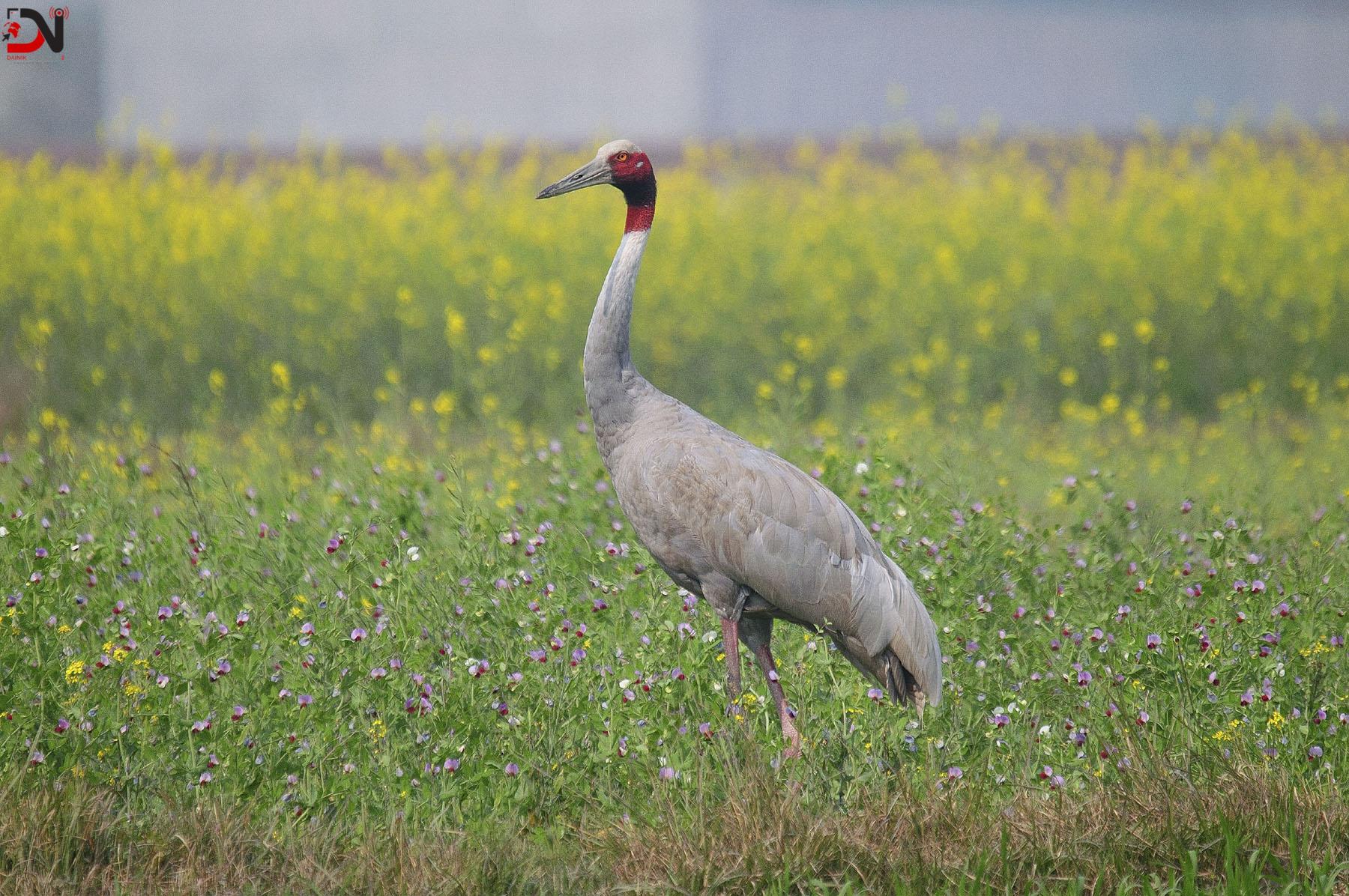 सारसको सङ्ख्या बर्सेनि घट्दो