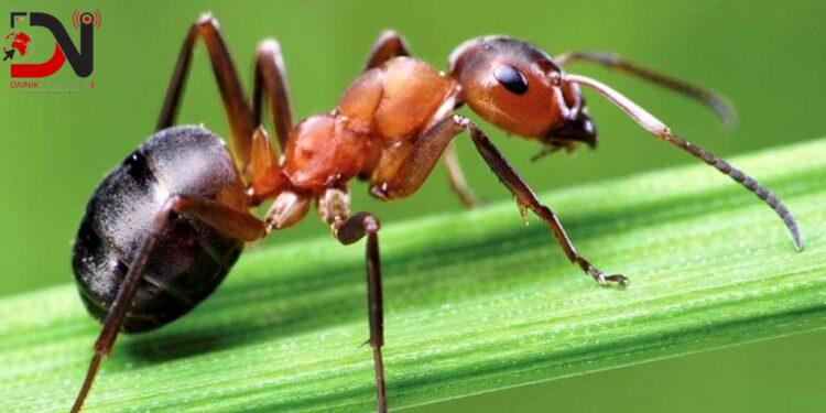 कमिलाको तस्करी गर्न खोज्ने किशोरकिशोरीलाई सात हजार डलर जरिवाना