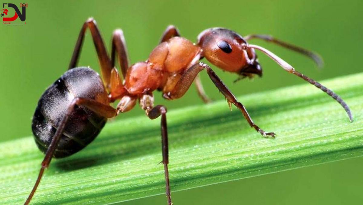 कमिलाको तस्करी गर्न खोज्ने किशोरकिशोरीलाई सात हजार डलर जरिवाना