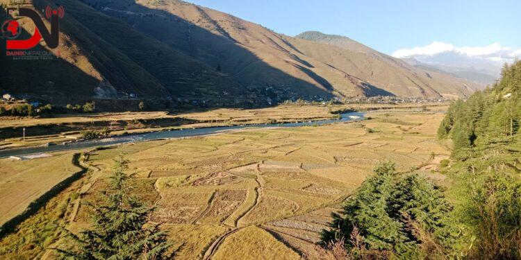 जुम्लामा मार्सीधान रोपाइँ सुरु