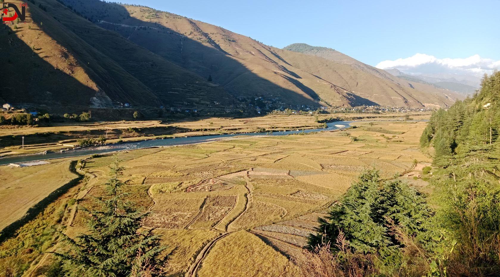 जुम्लामा मार्सीधान रोपाइँ सुरु