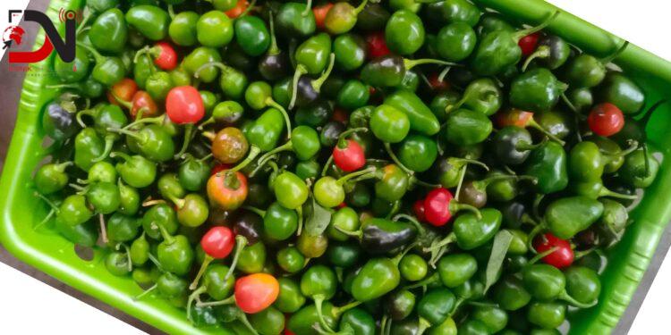 अकबरे खुर्सानीको मूल्य प्रतिकिलो एक हजार !