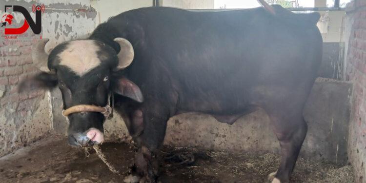 गोठमै विशेषज्ञ सेवा दिँदै पशु प्रजनन कार्यालय